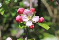 Photograher\PeterWillems: Fruit-blossom-[PW-NL]